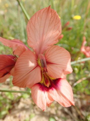 Gladiolus meliusculus