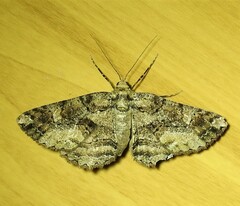 Paradromulia ambigua