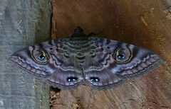 Speiredonia spectans