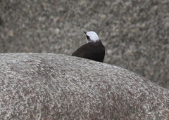 Cinclus leucocephalus