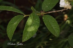 Campomanesia guazumifolia