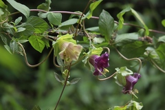 Cobaea scandens