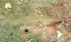 Prosthiostomidae