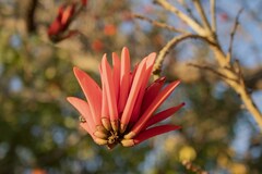 Erythrina lysistemon
