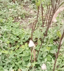 Appias libythea