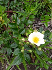 Rosa maximowicziana