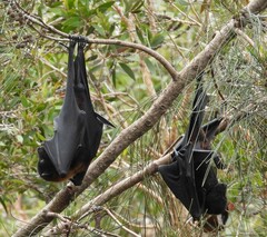 Pteropus alecto