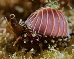 Pseudopusula californiana