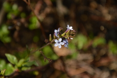 Plumbago caerulea