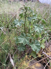 Malva parviflora image