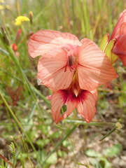 Gladiolus meliusculus