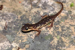 Lyciasalamandra flavimembris