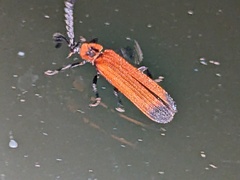 Cladophorus cinctus