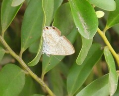 Catopyrops florinda
