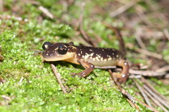 Lyciasalamandra flavimembris