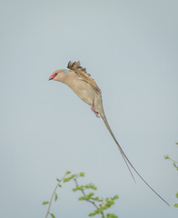 Urocolius macrourus