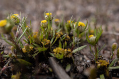 Triptilodiscus pygmaeus