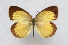 Eurema brigitta rubella