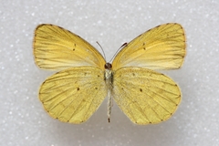 Eurema brigitta rubella
