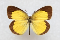 Eurema brigitta rubella
