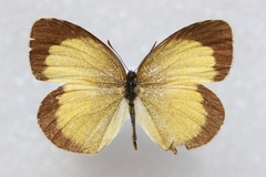 Eurema brigitta rubella