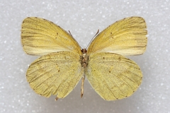 Eurema brigitta rubella
