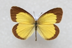 Eurema brigitta rubella