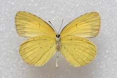 Eurema brigitta rubella