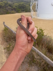 Elapognathus coronatus