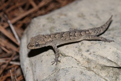 Mediodactylus danilewskii