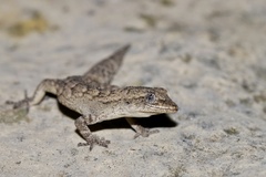Mediodactylus danilewskii