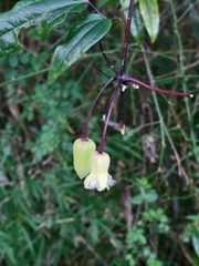 Clematis morii