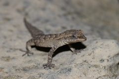 Mediodactylus danilewskii