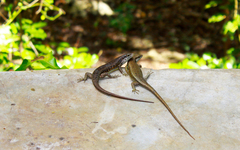 Trachylepis maculilabris
