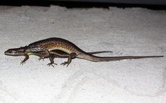 Trachylepis maculilabris