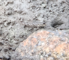 Periophthalmus argentilineatus