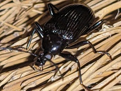 Tanychilus
