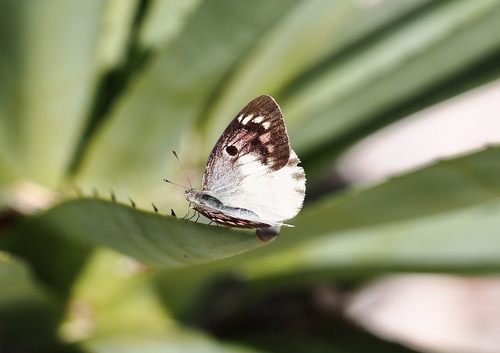 Malagasy Lilac Tip