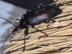 Tanychilus