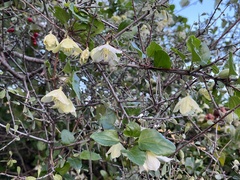 Clematis cirrhosa