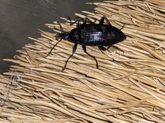 Tanychilus