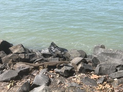 Varanus panoptes panoptes