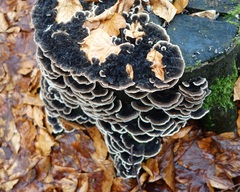 Trametes versicolor
