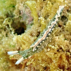 Thuridilla carlsoni