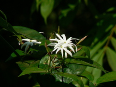 Jasminum nitidum