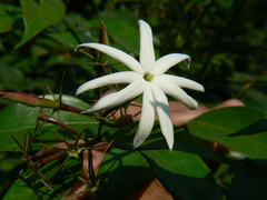 Jasminum nitidum