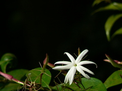 Jasminum nitidum