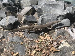 Varanus panoptes panoptes