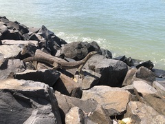 Varanus panoptes panoptes