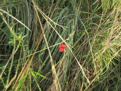 Macroptilium lathyroides